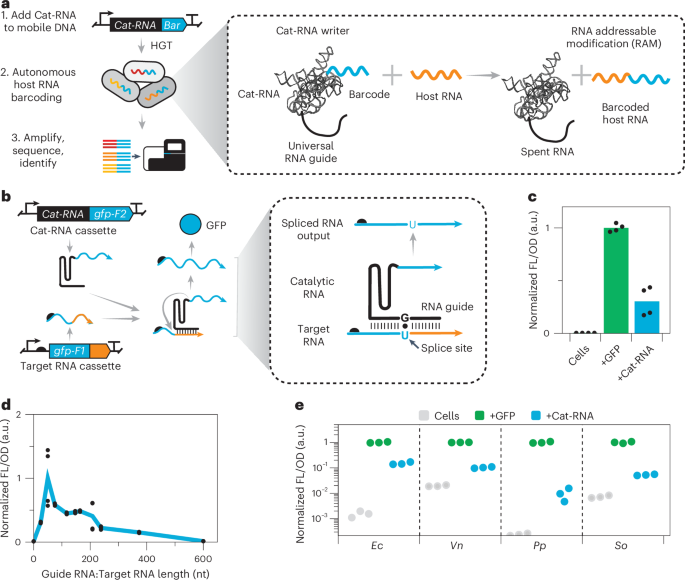 Information storage across a microbial community using universal RNA barcoding