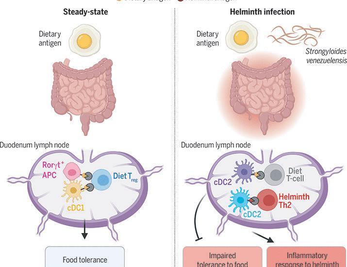 Identification of antigen-presenting cell–T cell interactions driving immune responses to food | Science