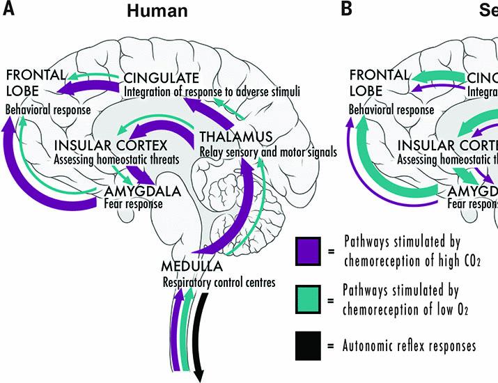 Cognitive perception of circulating oxygen in seals is the reason they don’t drown | Science