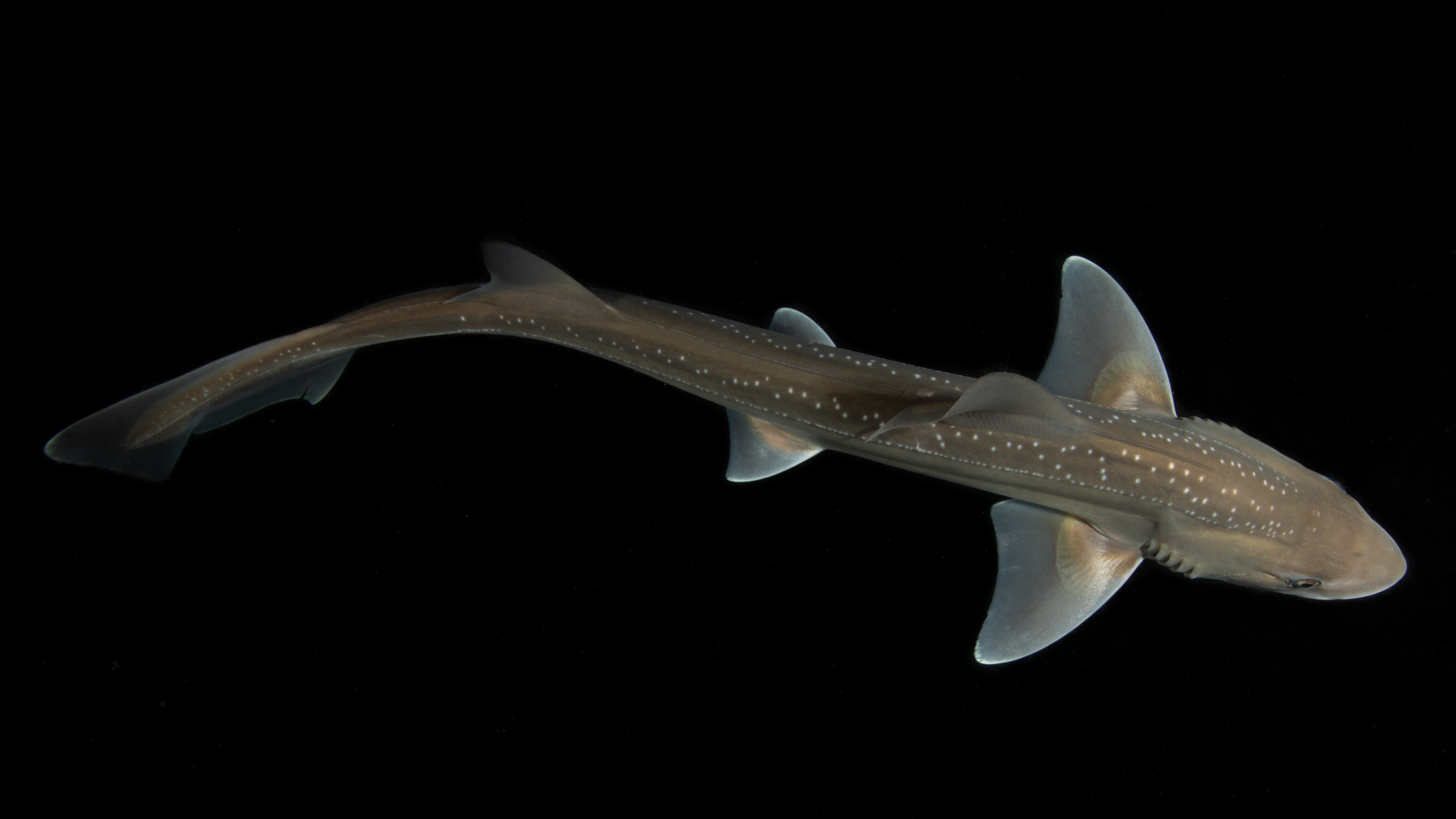 Scientists thought sharks didn’t make sounds — until this accidental discovery