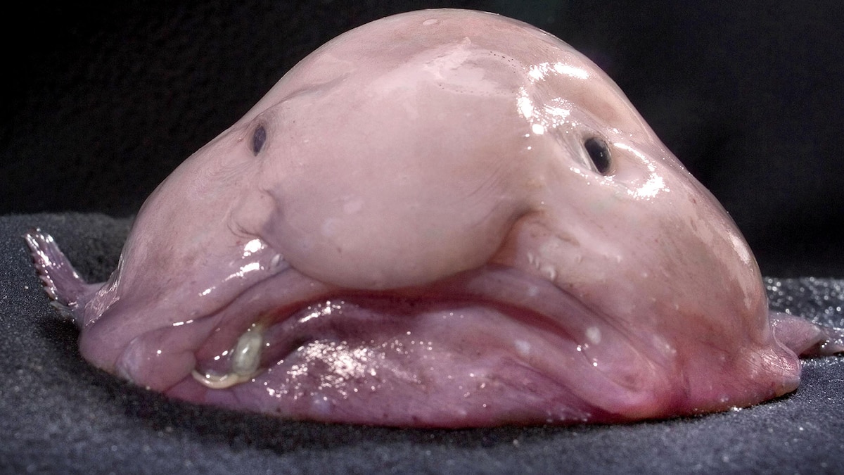 The ‘ugly’ blobfish looks much svelter underwater