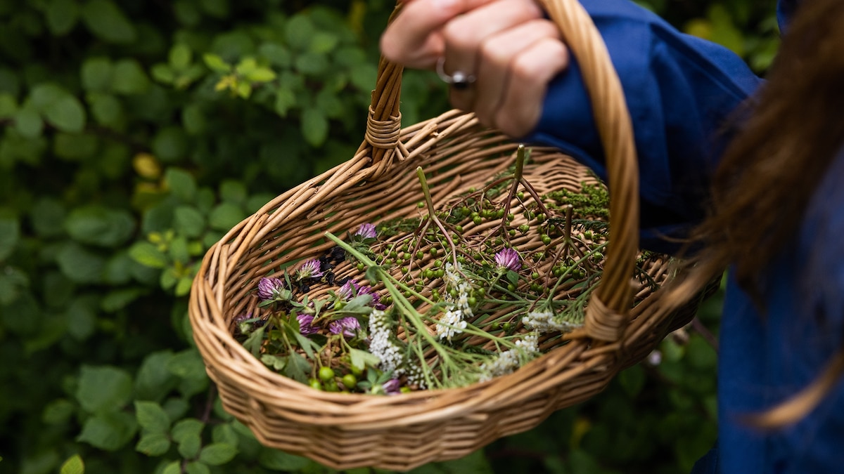 7 wild herbs you can forage in the UK