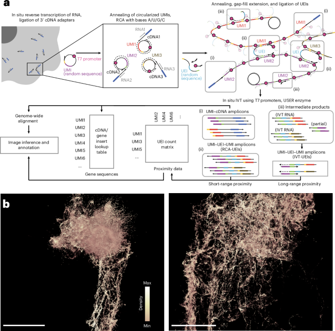 Volumetric imaging using a distributed molecular network