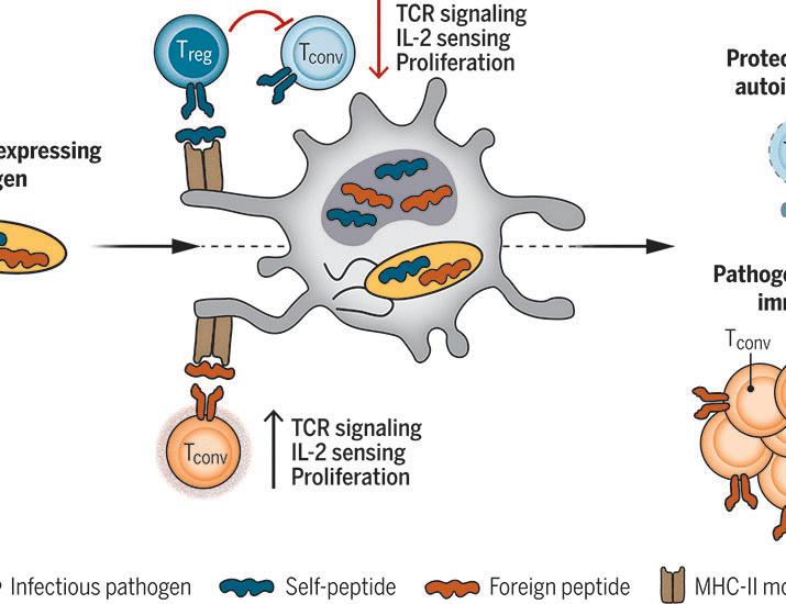 Regulatory T cells constrain T cells of shared specificity to enforce tolerance during infection | Science