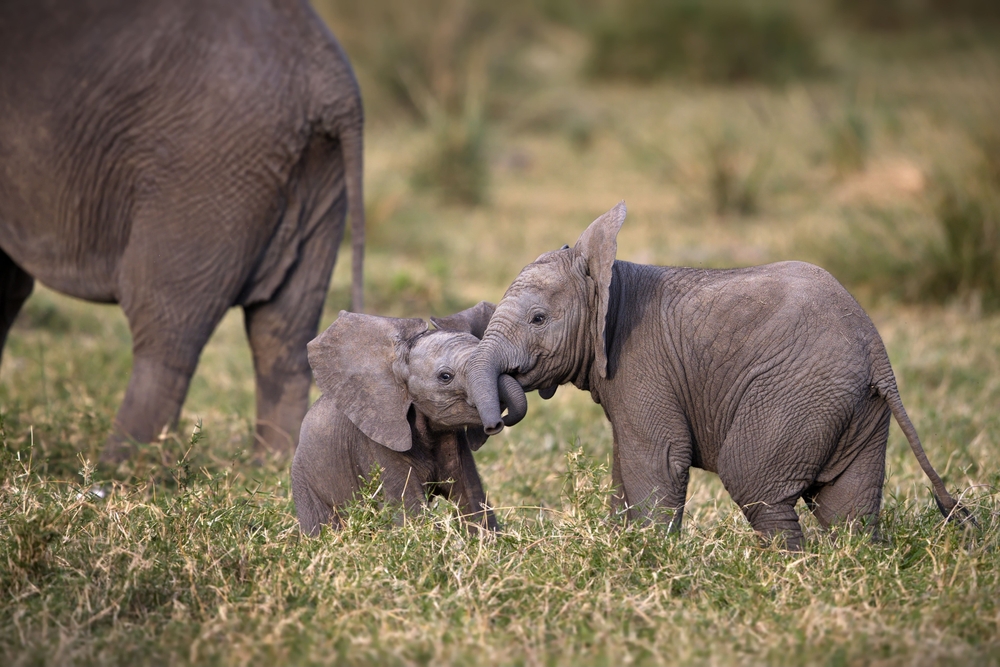 5 of the Longest Gestation Periods in the Animal Kingdom