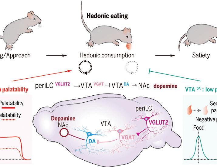Hedonic eating is controlled by dopamine neurons that oppose GLP-1R satiety | Science