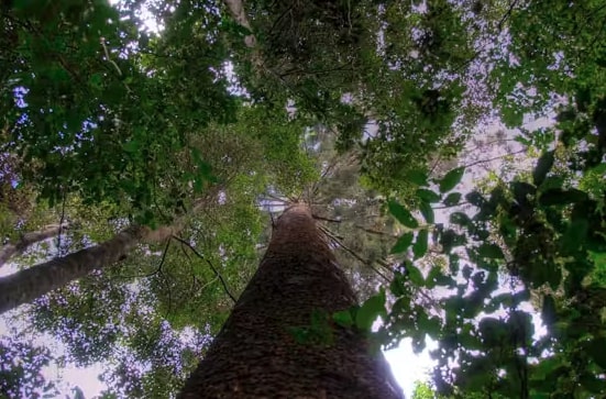 Grok 3 Agrees that Trillions of Trees Can Fix Climate Change