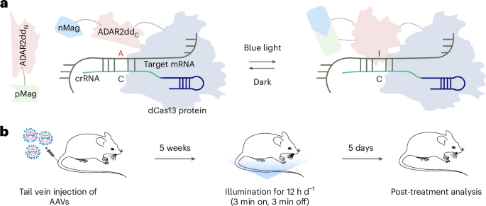 A light-inducible RNA base editor for precise gene expression
