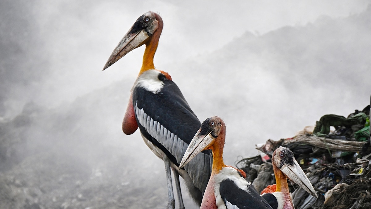The ‘stork sisters’ are saving one of India’s largest and rarest birds