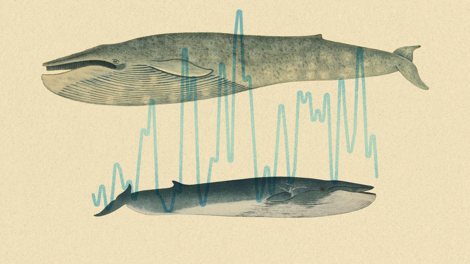 What ‘the world’s loneliest whale’ may be telling us about climate change
