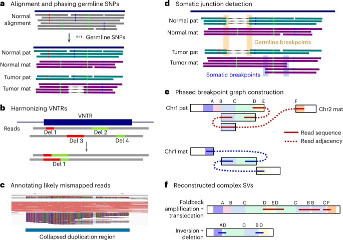 Severus detects somatic structural variation and complex rearrangements in cancer genomes using long-read sequencing