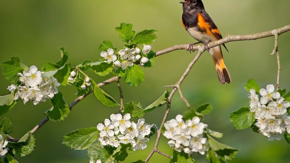 Why do birds sing so loudly in the morning in spring? It’s the ‘dawn chorus’