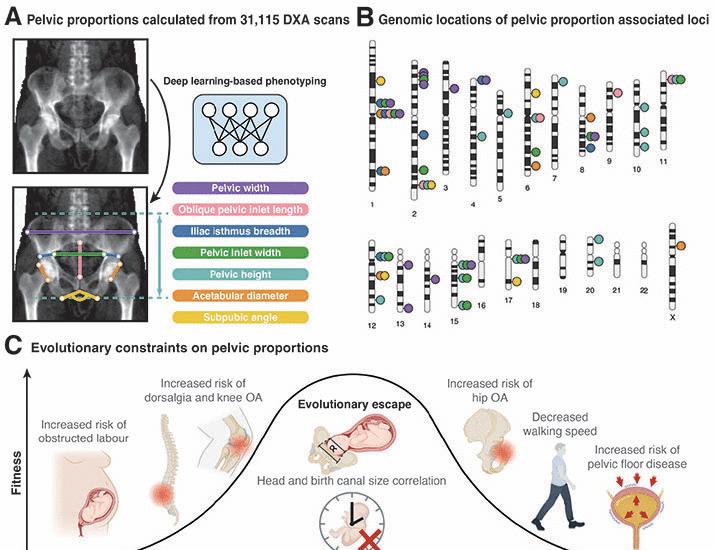 The genetic architecture of and evolutionary constraints on the human pelvic form | Science