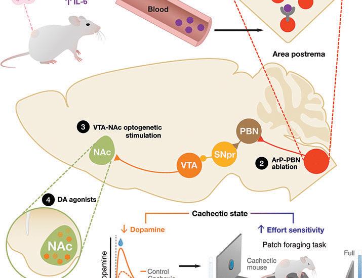 A neuroimmune circuit mediates cancer cachexia-associated apathy | Science