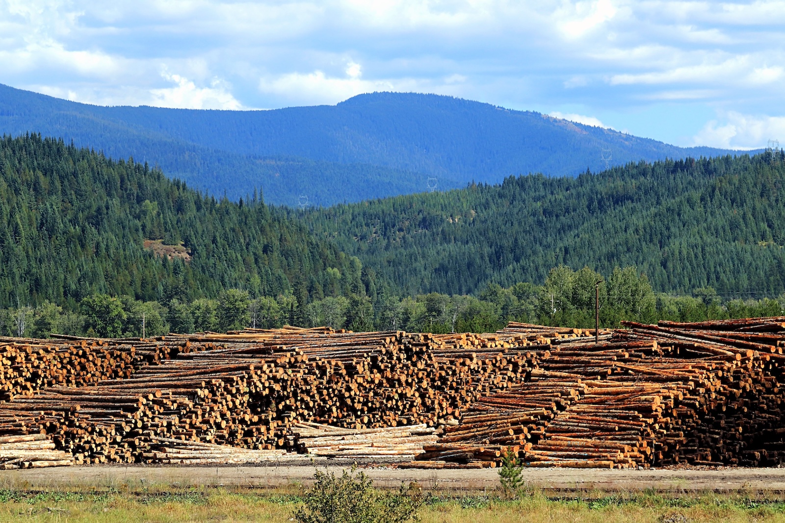 Logging doesn’t prevent wildfires, but Trump is trying it anyway