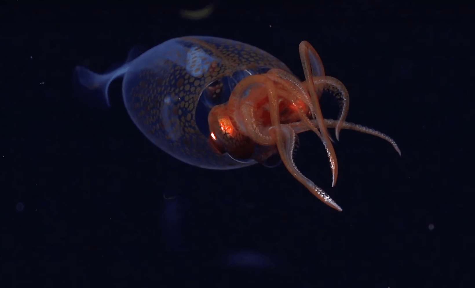 Colossal squid filmed in deep ocean for the first time ever