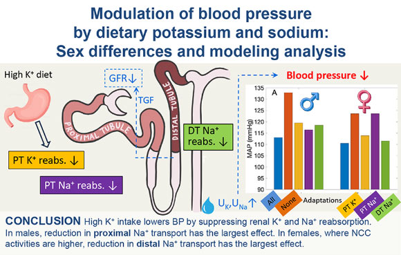 Ratio of Potassium to Sodium Intake Key to Regulating Blood Pressure, New Modeling Study Suggests