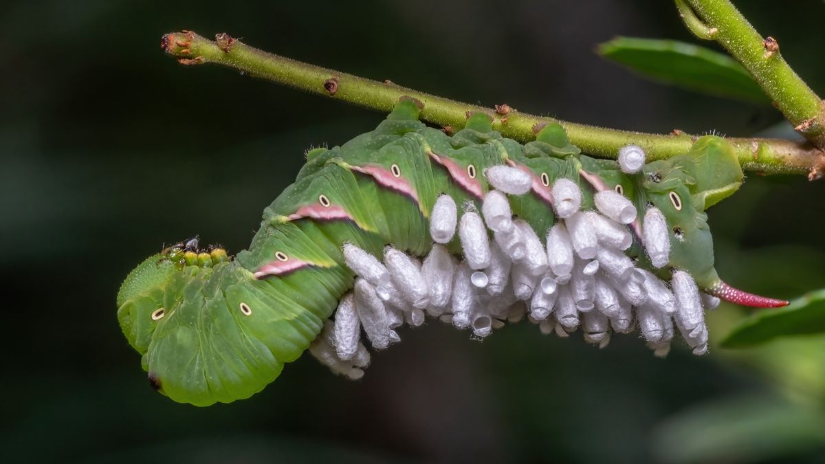 ‘A relationship that could horrify Darwin’: Mindy Weisberger on the skin-crawling reality of insect zombification