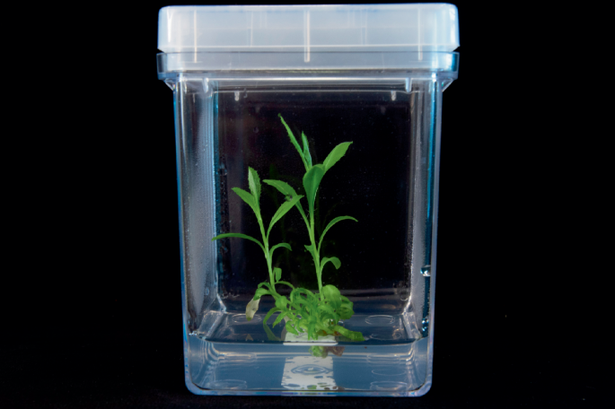 Wildflowers soak up nickel from toxic soil