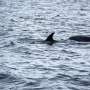 UK dolphin deaths correlate with elevated sea temperature and chemical contaminants
