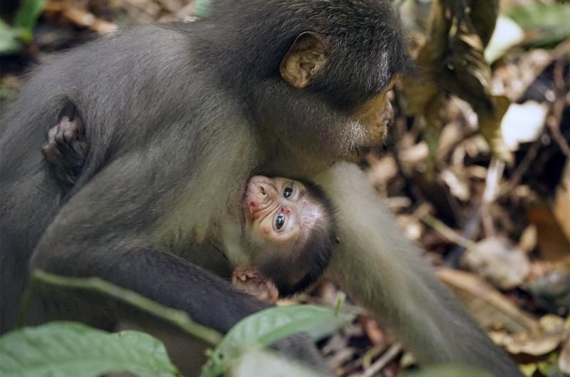How do mpox outbreaks start? Dead baby monkey provides important clue