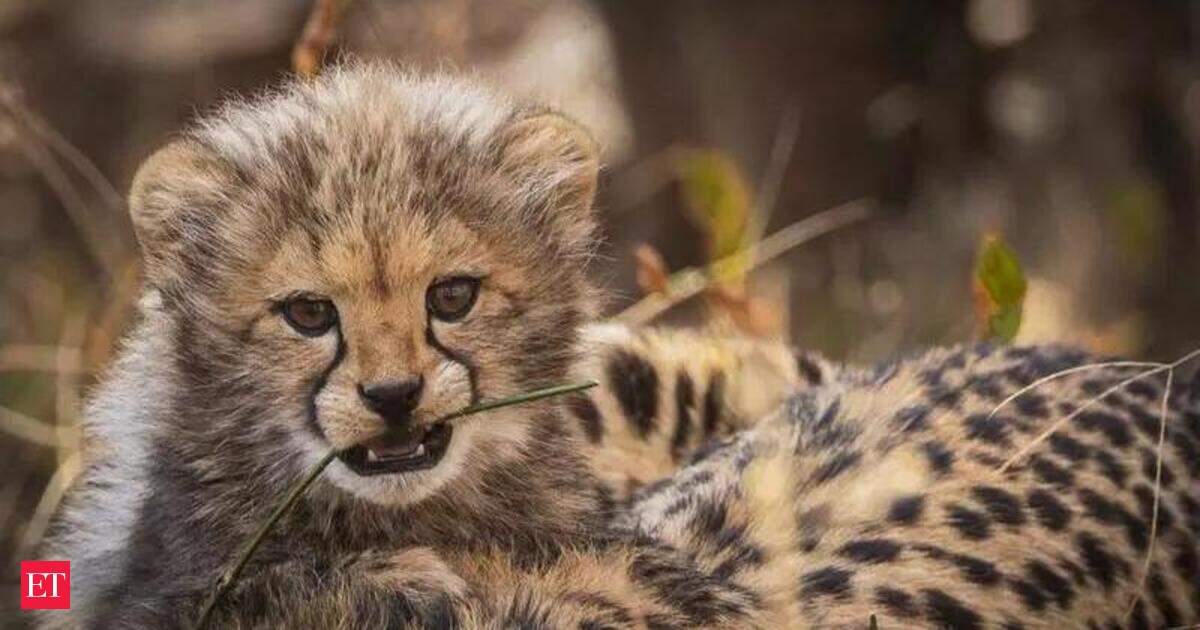 Gandhi Sagar Wildlife Sanctuary to get Cheetahs