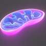 Throwing a ‘spanner in the works’ of our cells’ machinery could help fight cancer, fatty liver disease… and hair loss