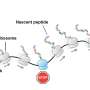 Mini-hairpin peptide structure found to stall protein synthesis in E. coli