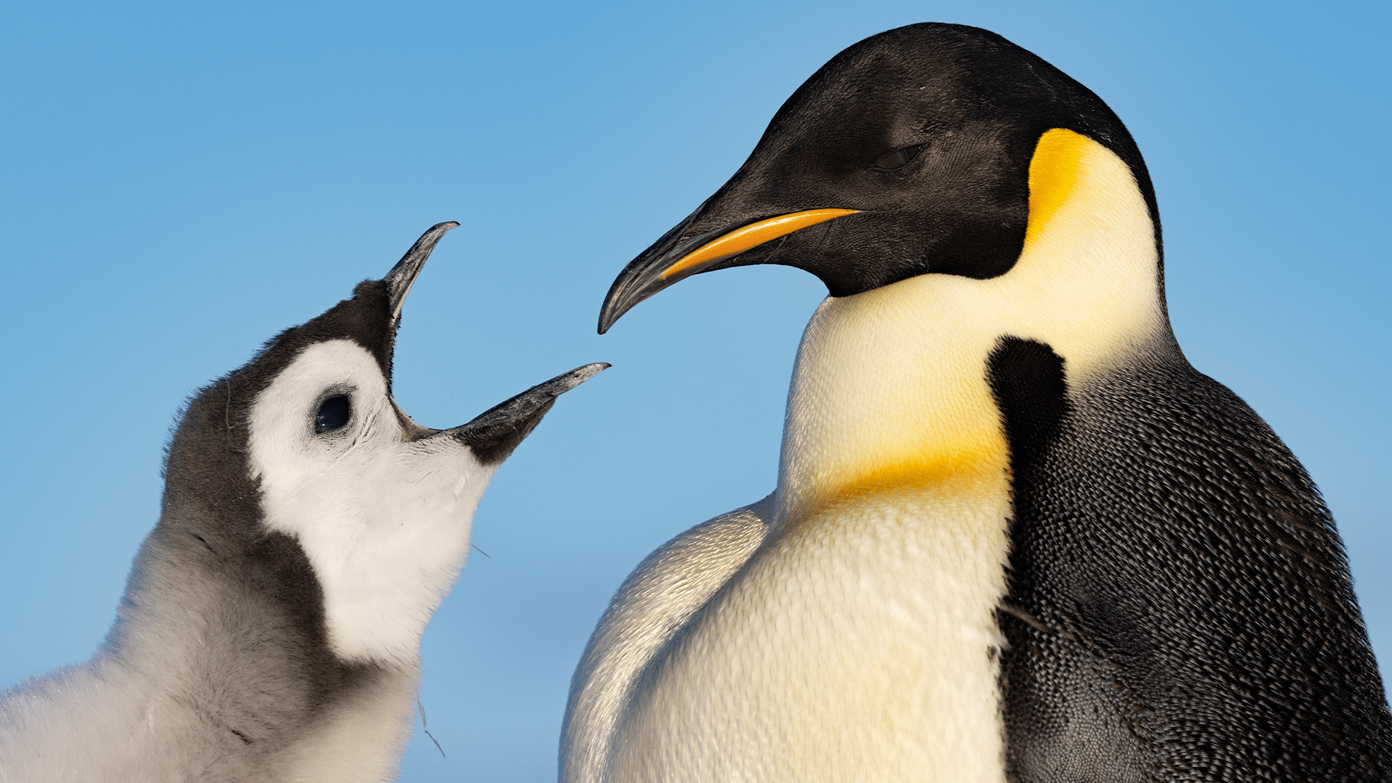 Filmmaker James Cameron on penguins, arctic cold, and lowlight cameras