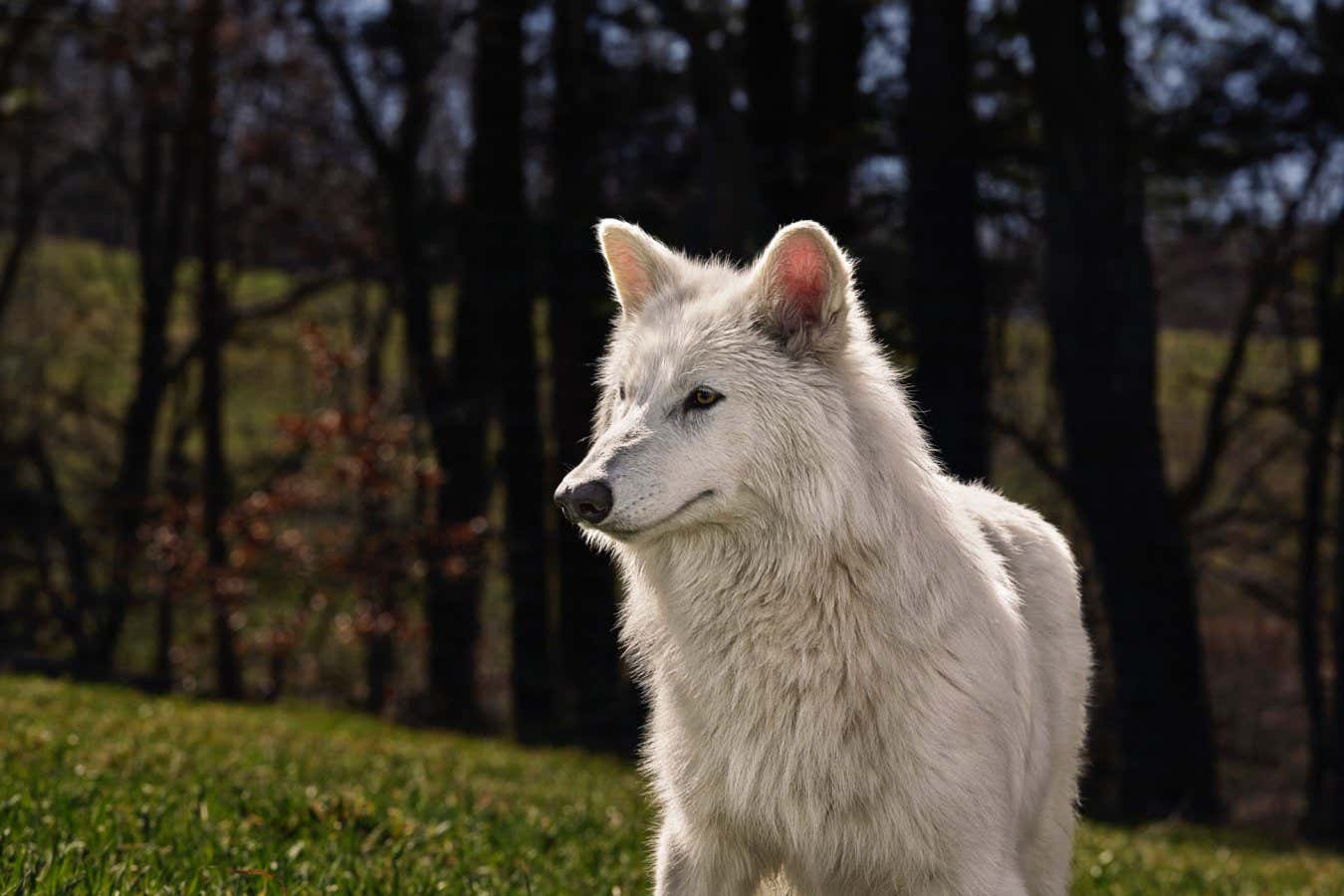Why claims about ‘resurrecting’ dire wolves are the tip of the iceberg