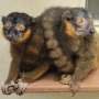 How changes in lemur brains made some mean girls nice