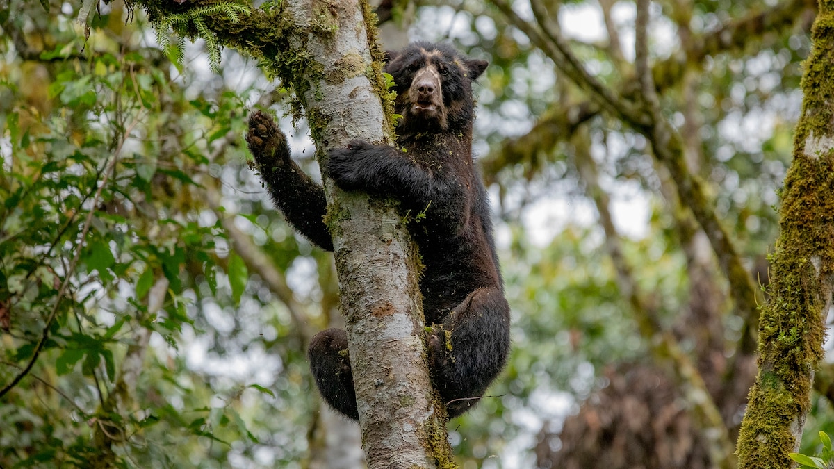 We thought Andean bears were mute. Then scientists heard them mating.