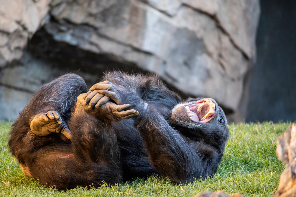 Just Like Us, Chimpanzees Love To Drink and Share Alcohol