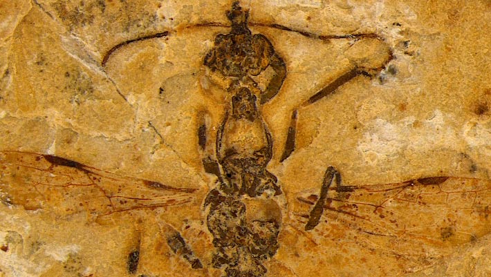 113-Million-Year-Old Hell Ant Fossil Found in Brazil