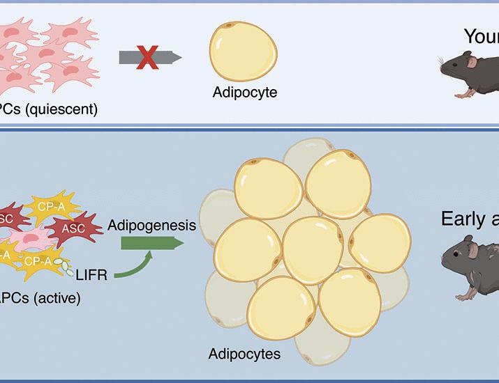 Distinct adipose progenitor cells emerging with age drive active adipogenesis | Science