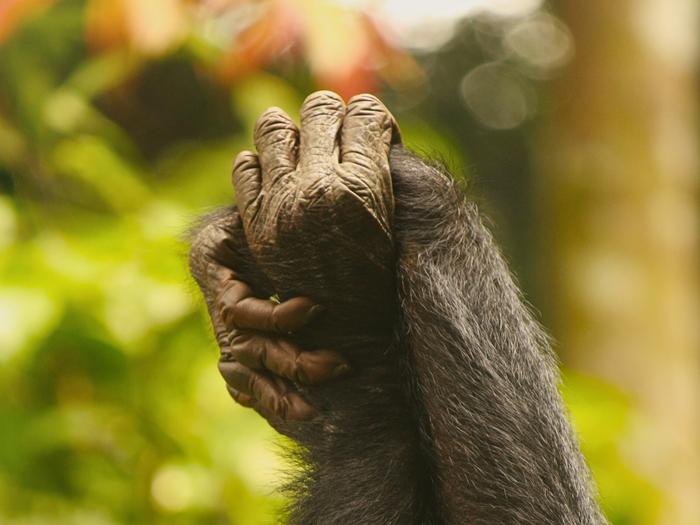 Female Bonobos Ferociously Team Up To Assert Dominance Over Males