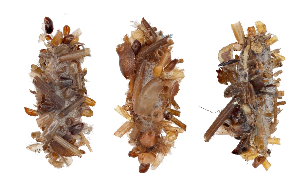 This camouflaged critter wears severed insect body parts like a coat
