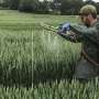 Sugar signaling treatment could boost wheat yields by up to 12%