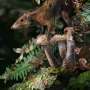 Mammals were adapting from life in the trees to living on the ground before dinosaur-killing asteroid, research reveals