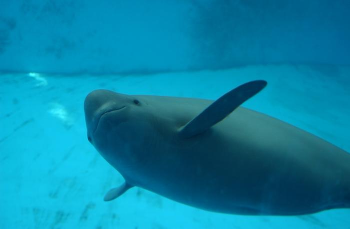 Over 700 Ancient Chinese Poems Describe the Yangtze Finless Porpoises’ Decline