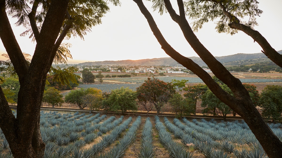 Visit Jalisco, Mexico, where the story of tequila begins