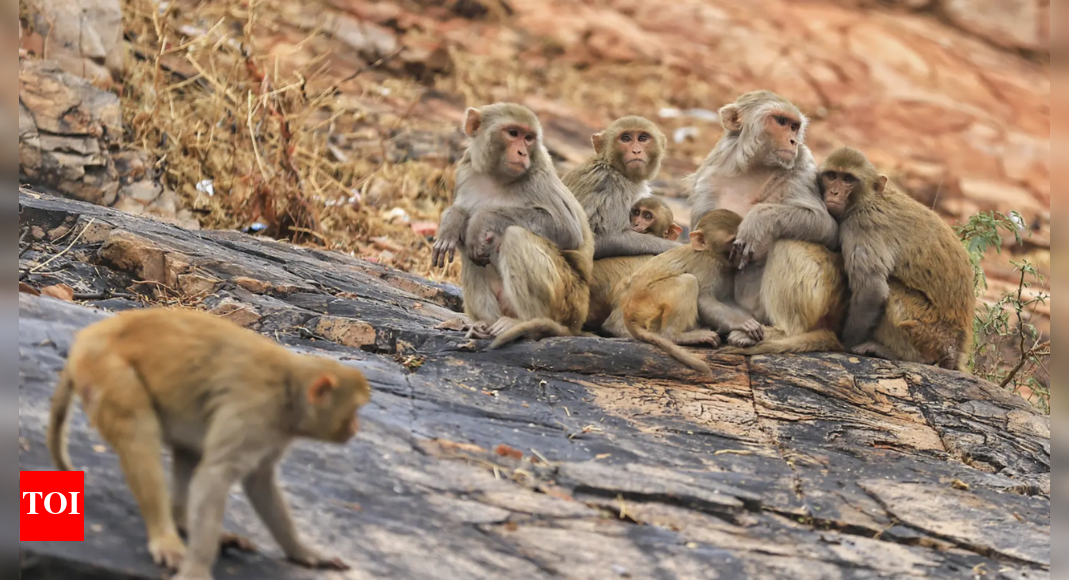 High court to Centre, state: Submit plans to check monkey menace