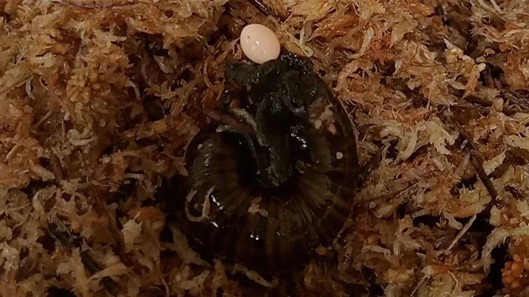 Watch elusive New Zealand snail lay an egg through a ‘genital pore’ in its neck