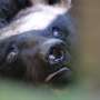 North Korea’s illegal wildlife trade threatens endangered species, study finds