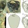 Scientists solve 500-million-year fossil mystery