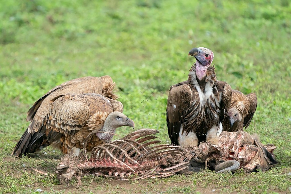 Vulture Extinction Could Unleash Deadly Diseases on Wildlife and Humans