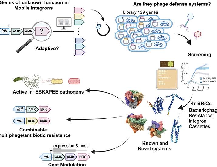 Mobile integrons encode phage defense systems | Science