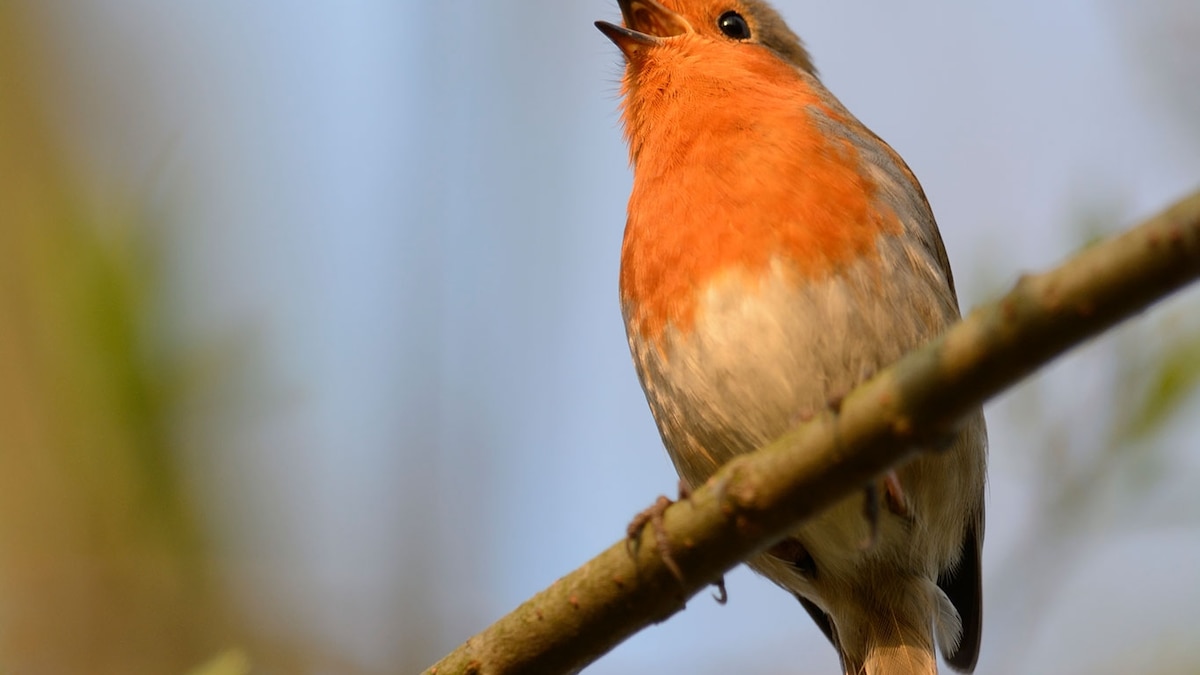 Listening to birds sing really does soothe your brain. Here’s why.