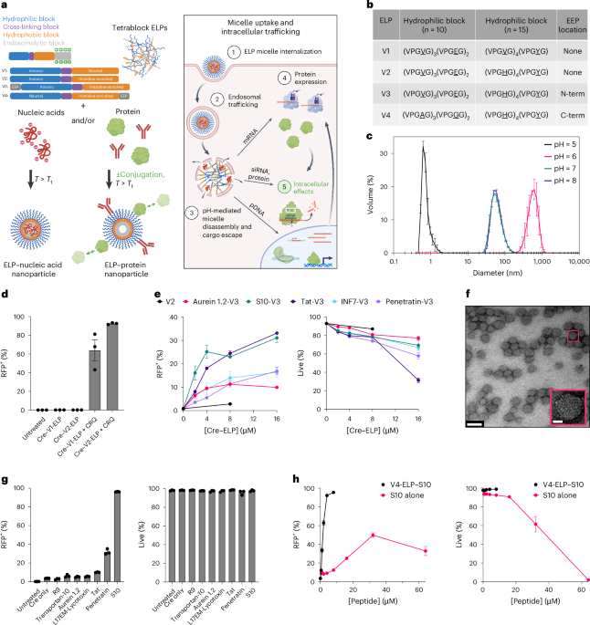 Self-assembling protein nanoparticles for cytosolic delivery of nucleic acids and proteins