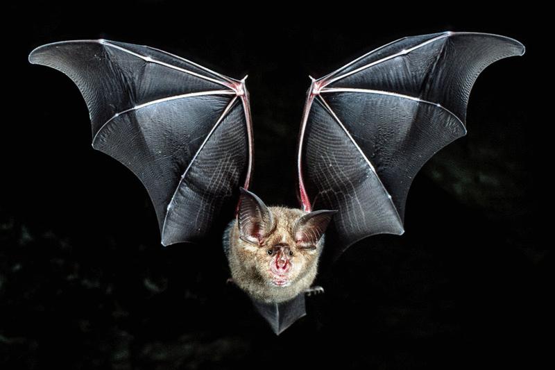 Expanded utility belt for tackling bat viruses | Science